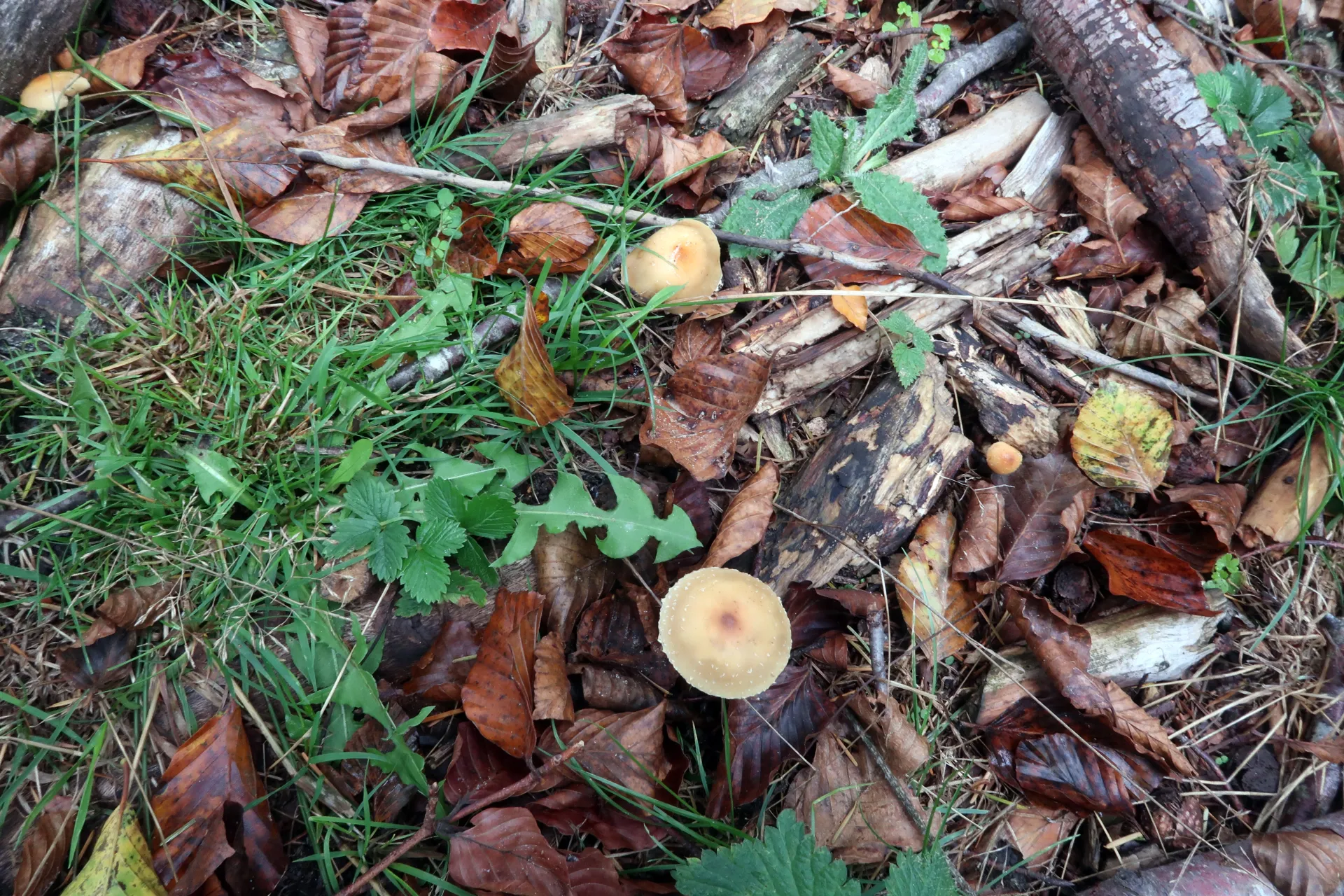 Leratiomyces squamosus - 1 - IMG_4028